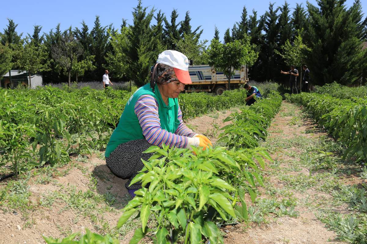 Ata tohumları ihtiyaç sahiplerinin sofralarında