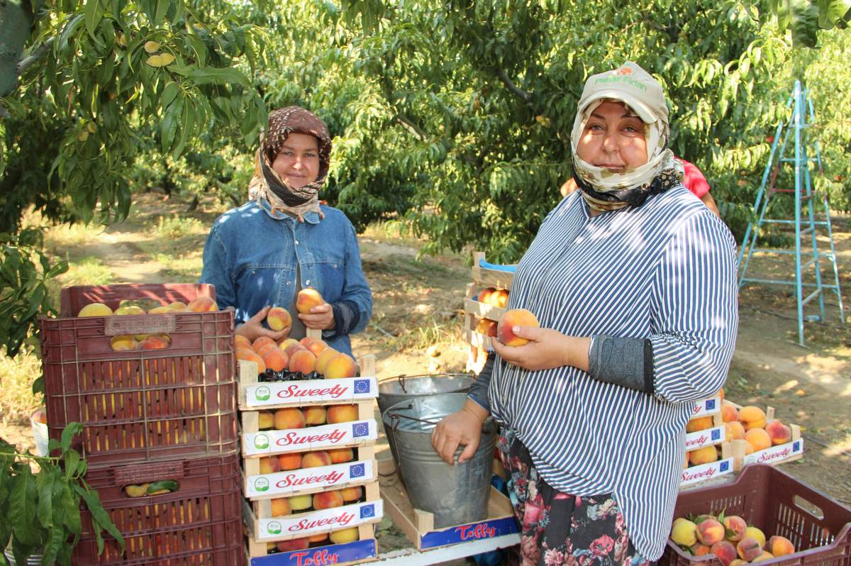 Dalındaki şeftaliyi hasat edip ihtiyaç sahiplerine yolladılar