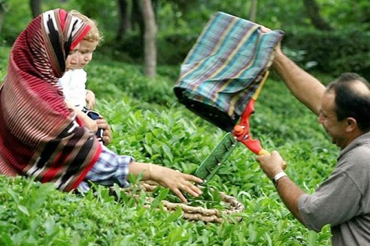 ÇAYKUR: Art niyetli üretim planlaması yapmadık!