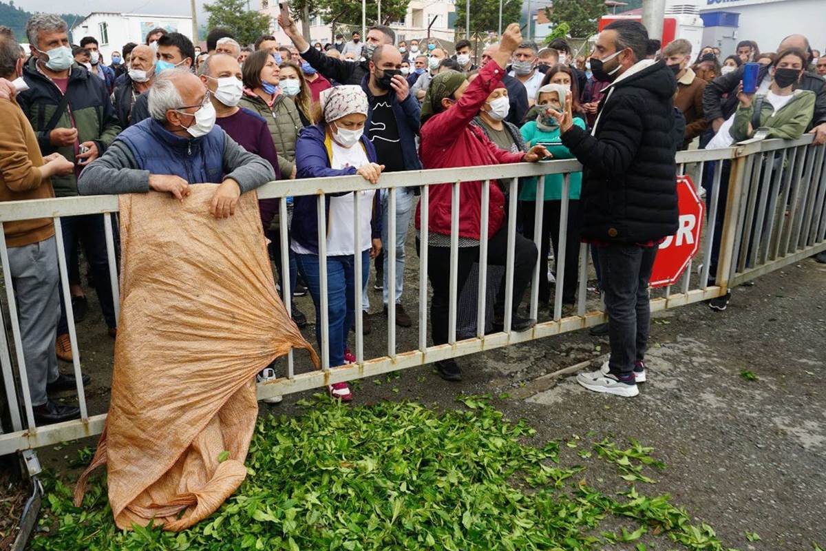 Çaykur’un kontenjan uygulamasına yönelik tepkiler büyüyor