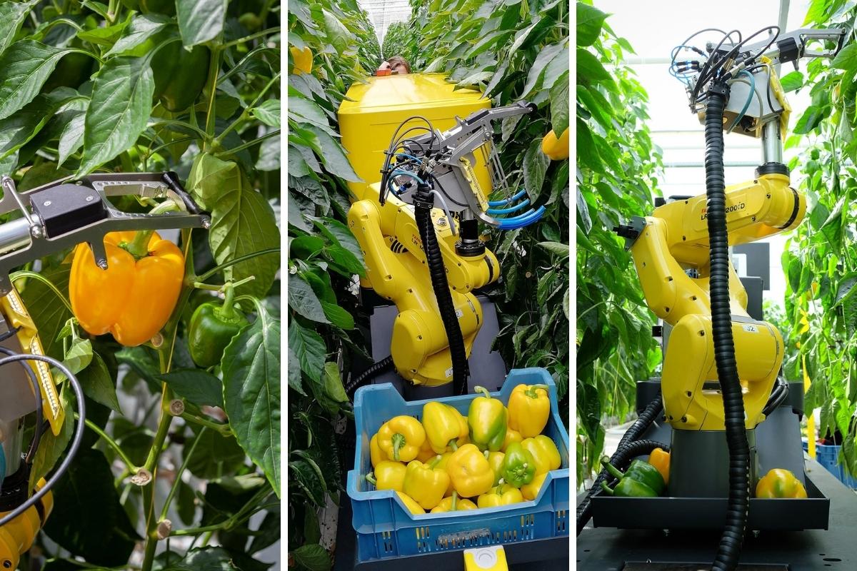 Küresel gıda krizinde FANUC robotları sürdürülebilir tarımı destekliyor