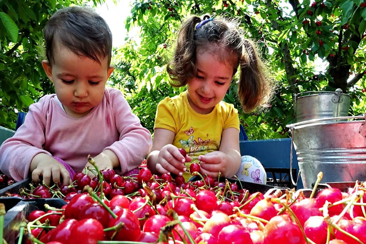 Tokat kirazı bu kez de ÇİN'E GİTMEYE HAZIRLANIYOR