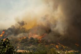 Orman yangınları Marmaris Semenderi'nin yok oluşunu hızlandıracak mı?
