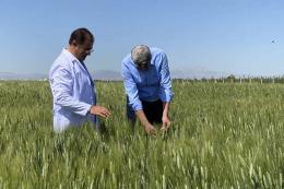 2 bin yıllık Ahmet Buğdayı dünya sofralarıyla buluşacak