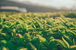 Çay hasadı öncesi Karadeniz’de koronavirüs endişesi