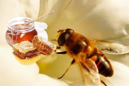 Dünya Arı Günü'nde çağrı: Arılar varsa yarınlar da var!