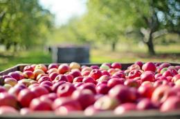 Dünyada üretilen her 5 elmanın 1'i çöp!