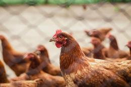 Haziranda tavuk eti üretimi arttı, yumurta üretimi azaldı