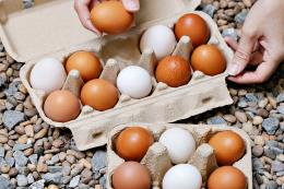 Organik yumurta nasıl ayırt edilir? 